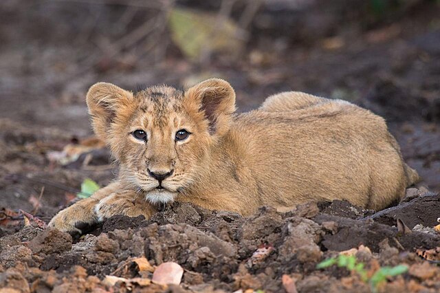 Gir National Park: The Last Bastion of the Asiatic Lion
