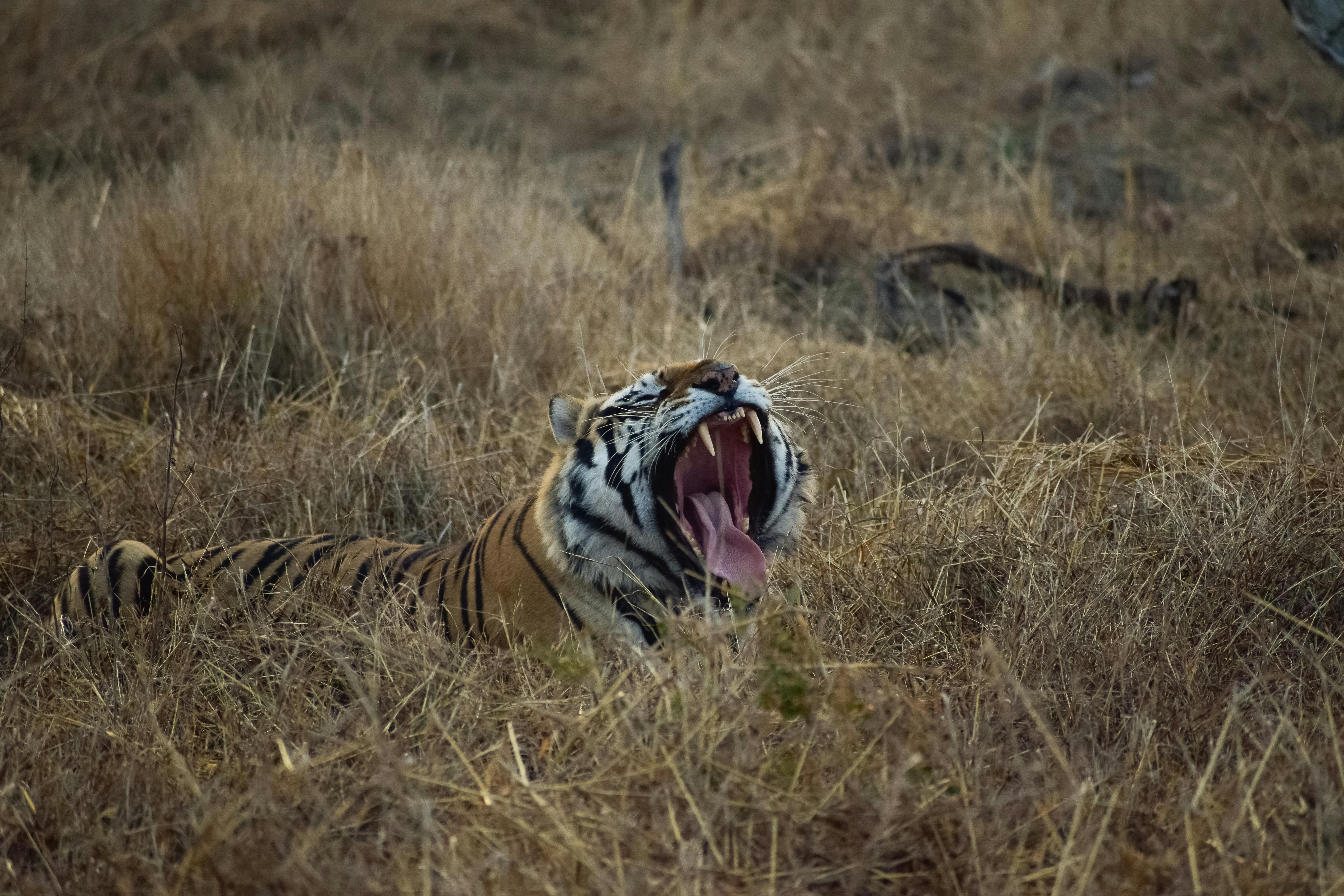 tiger yawning at panna national park madhya pradesh