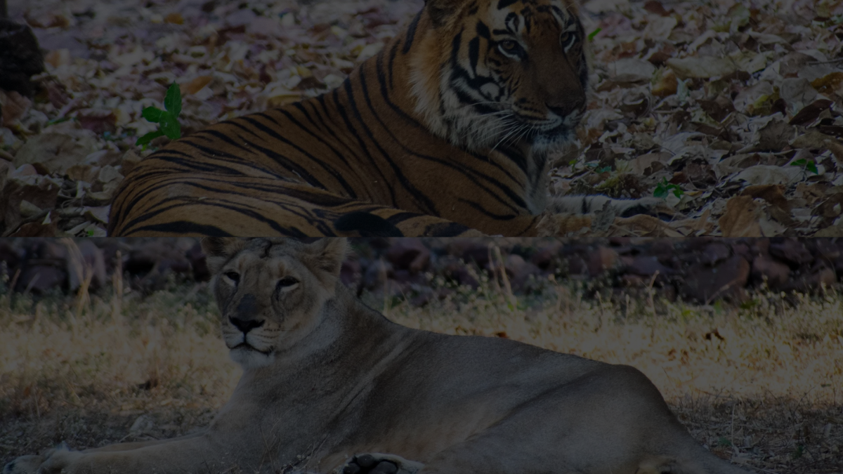 Exploring Van Vihar National Park: Bhopal’s Urban Wildlife Sanctuary