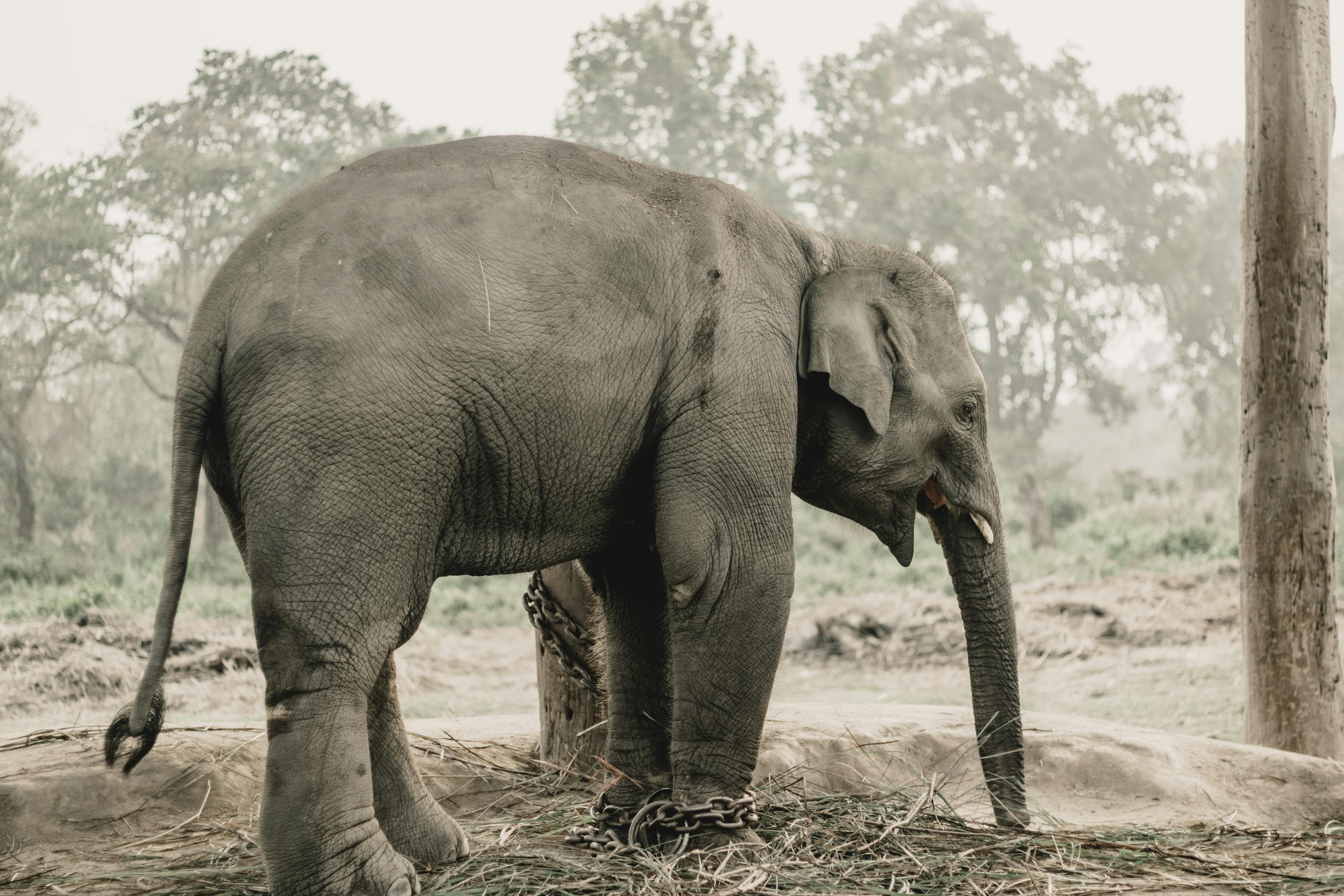 The Chained Gods: India’s Private Captive Elephants and the Case for a Middle Path