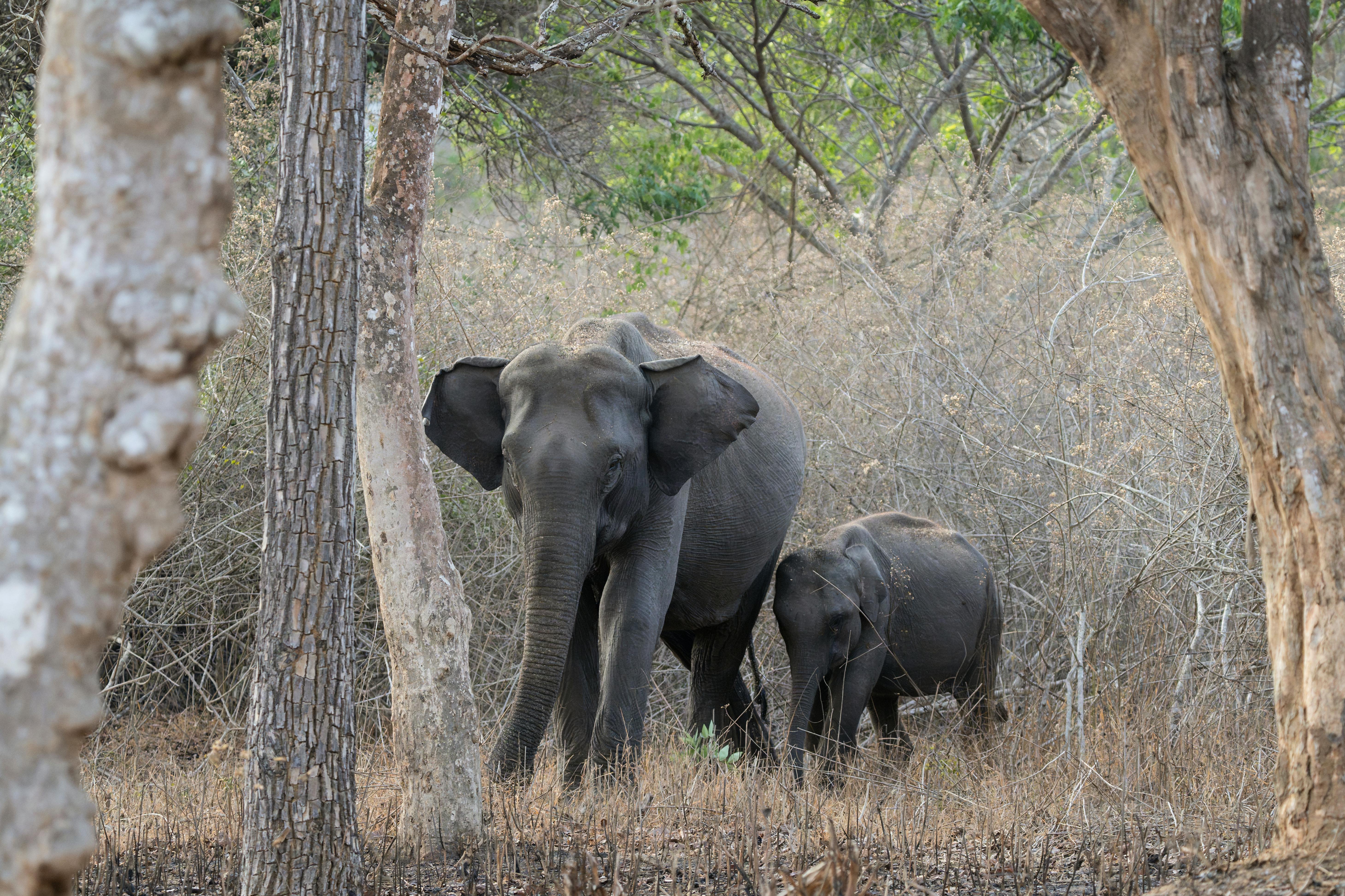 Mysuru Elephant Reserve — Karnataka