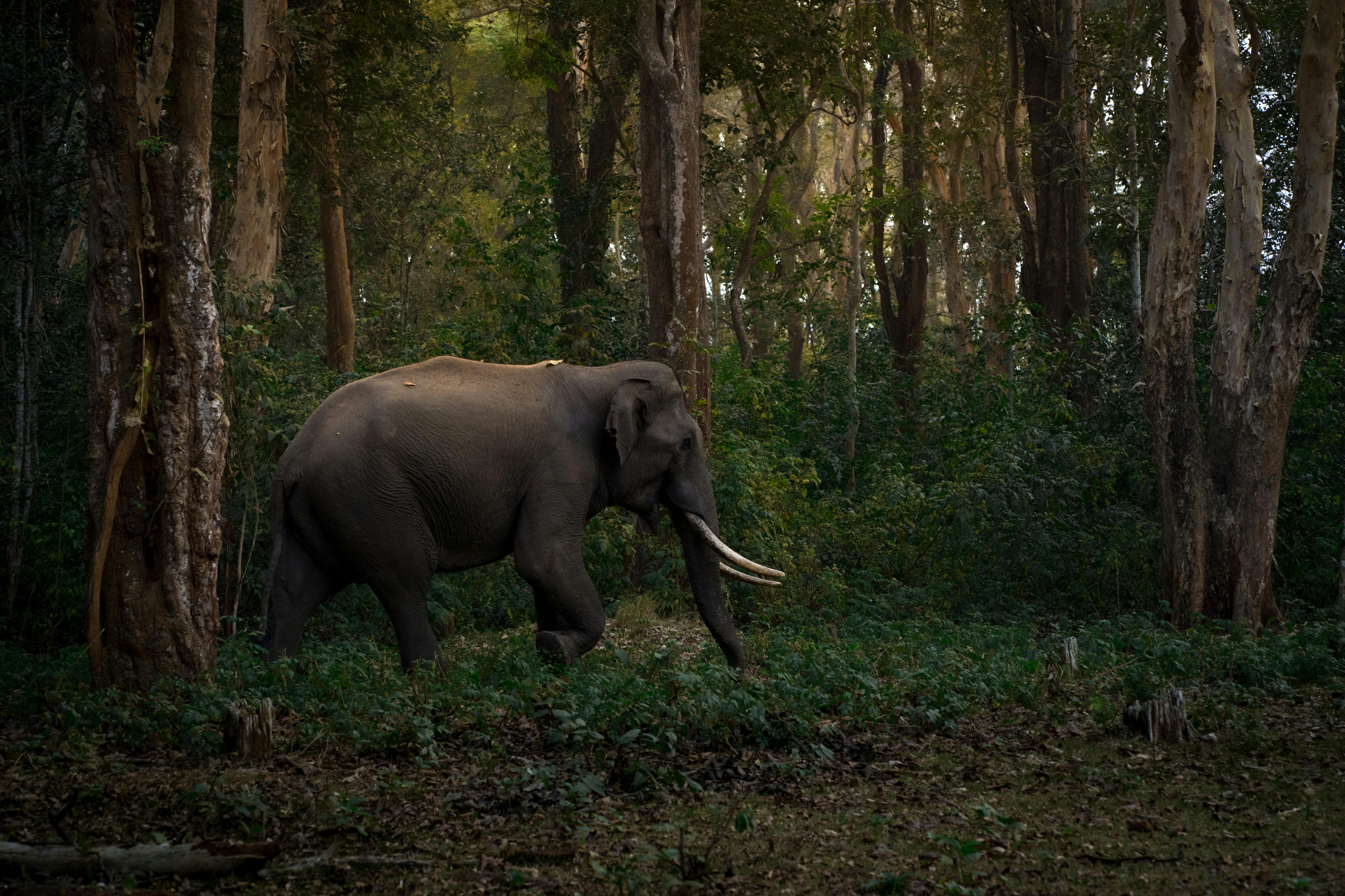 What Are Elephant Reserves in India?