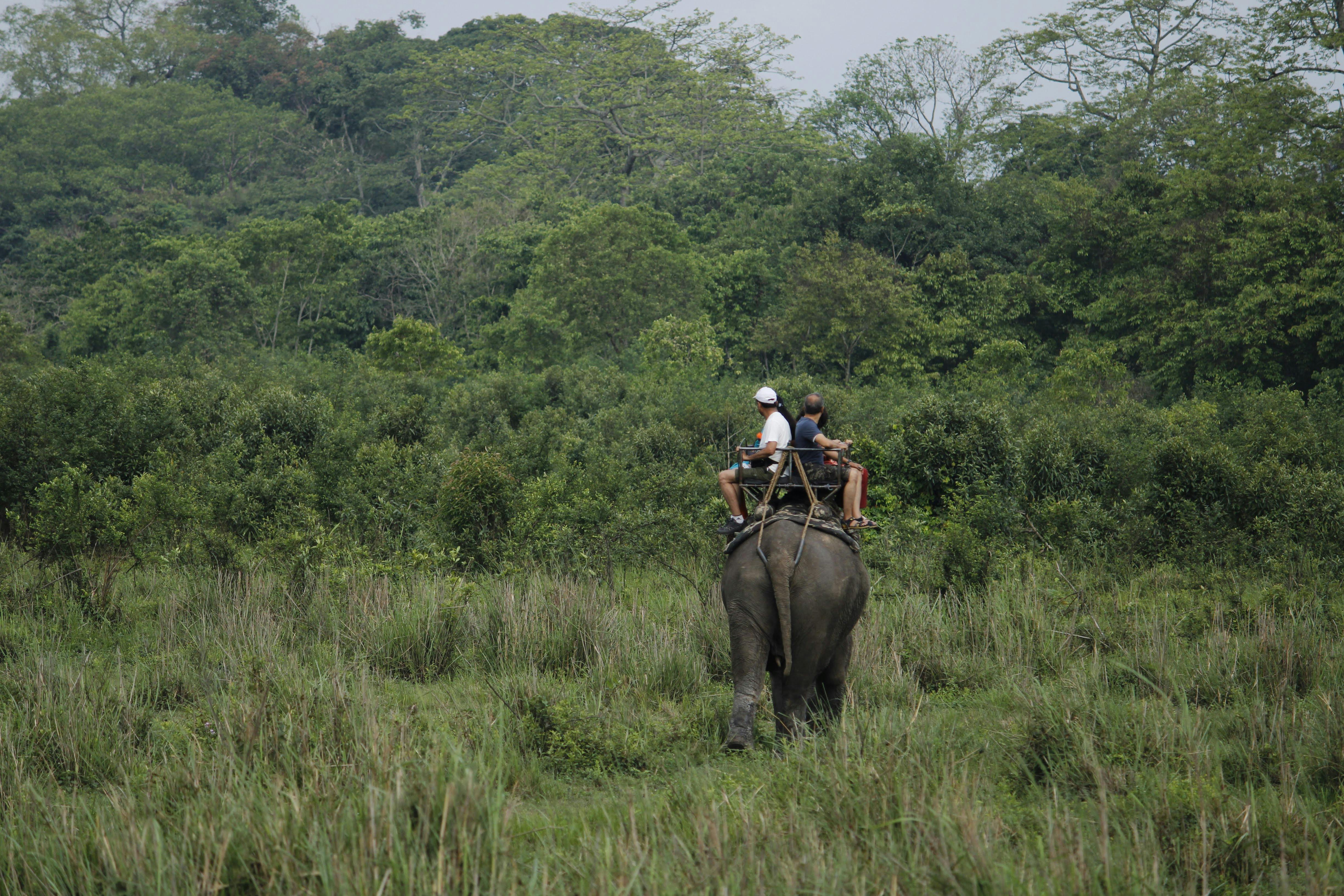 Kaziranga–Karbi Anglong Elephant Reserve — Assam