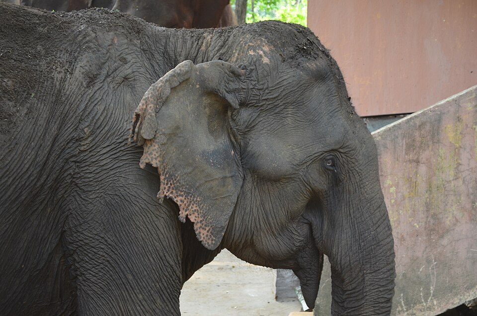 Singhbhum Elephant Reserve Jharkhand